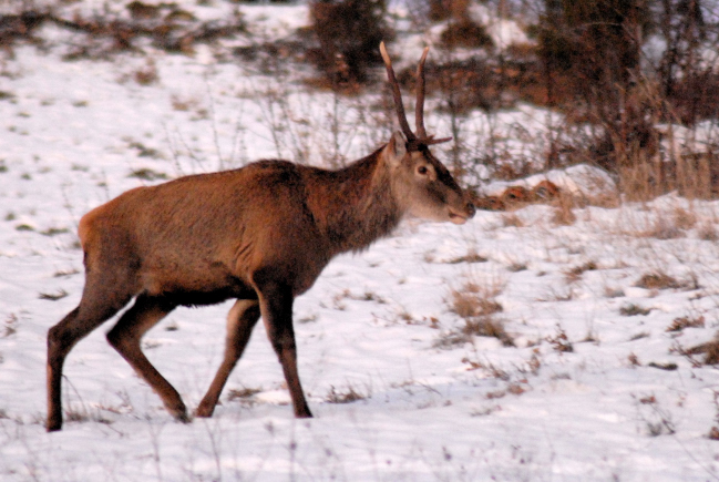 PASSIONE PER IL CERVO